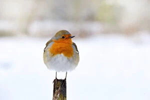 Images Dated 15th February 2018: European Robin, Erithacus rubecula or Robin Red breast perched on a fence pole in