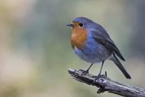 Images Dated 21st February 2018: European robin (Erithacus rubecula) sits on branch, Emsland, Lower Saxony, Germany