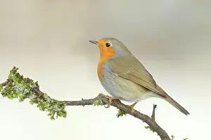 Branches Prints: European robin (Erithacus rubecula) sitting on moss-covered branch