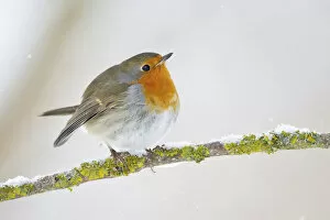 Images Dated 21st January 2013: European Robin -Erithacus rubecula- on a wintry branch, North Hesse, Hesse, Germany