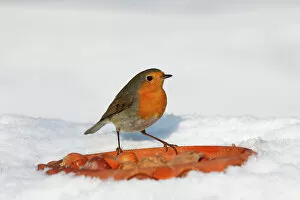 Eating Gallery: European robin, Redbreast -Erithacus rubecula- in winter in snow, bird feeding
