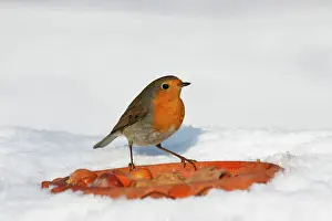 Eating Prints: European robin, Redbreast -Erithacus rubecula- in winter in snow, bird feeding
