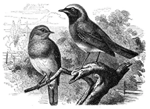 Black Color Prints: European robin(Erithacus rubecula) and common redstart (Phoenicurus phoenicurus)