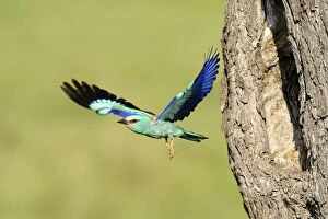 European Roller -Coracias garrulus-, flying out from the nesting hole in an old apple tree, Bulgaria