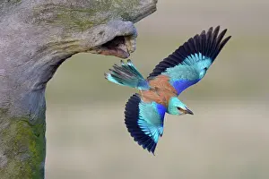 European roller -Coracias garrulus- departing from its nist cave, Kiskunsag National Park, Hungary