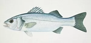 Images Dated 9th March 2006: European Sea Bass, Dicentrarchus labrax, side view