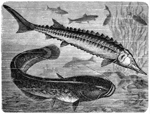 Sketch Prints: European sea sturgeon (Acipenser sturio) and wels catfish (Silurus glanis)
