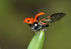 European Seven Spot Ladybird -Coccinella septempunctata- starting to fly, Stuttgart, Baden-Wurttemberg, Germany