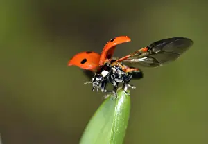 Ladybug Prints: European Seven Spot Ladybird -Coccinella septempunctata- starting to fly