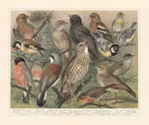 Songbird Gallery: European songbirds, chromolithograph, published in 1897