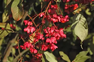 Spindle Prints: European spindle or Common spindle -Euonymus europaeus-