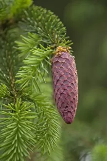 Images Dated 22nd May 2011: European spruce -Picea abies-, young cones, Burgkwald forest near Karolinenfield