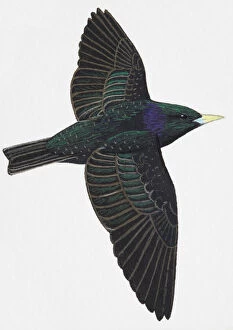 Flying Gallery: European Starling or Common Starling (Sturnus vulgaris), adult