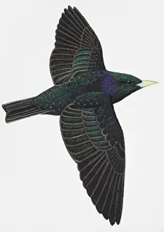 European Starling or Common Starling (Sturnus vulgaris), adult