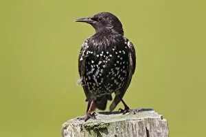 Images Dated 24th July 2012: European starling -Sturnus vulgaris-, perched on a fence post, Meldorfer Speicherkoog