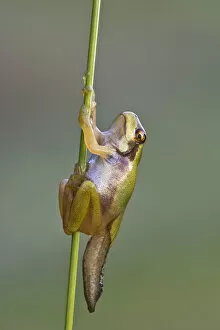 Images Dated 4th July 2014: European Tree Frog -Hyla arborea-, during metamorphosis, Burgenland, Austria