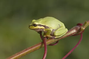 Images Dated 8th August 2014: European Tree Frog -Hyla arborea- perched on a branch, Burgenland, Austria