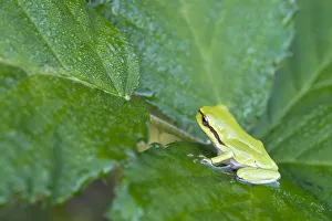 Images Dated 17th August 2014: European Tree Frog or Treefrog -Hyla arborea-, young, Burgenland, Austria