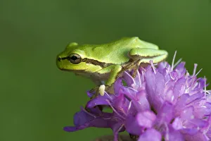 Images Dated 17th August 2014: European Tree Frog or Treefrog -Hyla arborea-, young, Burgenland, Austria
