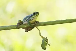 Images Dated 28th August 2012: Two European Treefrogs -Hyla arborea- perched on a blade of grass, Tyrol, Austria