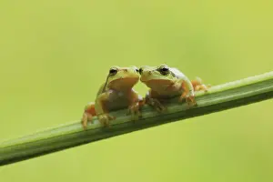 Blade Prints: Two European Treefrogs -Hyla arborea- perched on a blade of grass, Tyrol, Austria