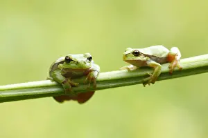 Blade Prints: Two European Treefrogs -Hyla arborea- perched on a blade of grass, Tyrol, Austria