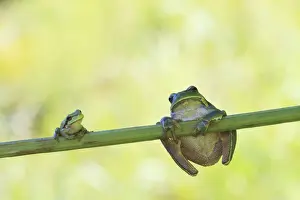 Blade Prints: Two European Treefrogs -Hyla arborea- perched on a blade of grass, Tyrol, Austria