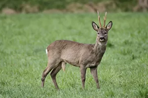 Images Dated 8th April 2012: European or Western Roe Deer -Capreolus capreolus-, in grey winter coat, Allgaeu, Bavaria