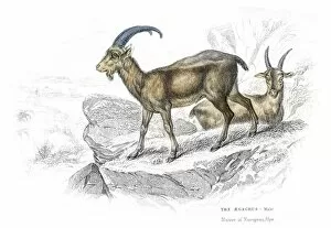 Images Dated 25th May 2017: European wild goat lithograph 1884