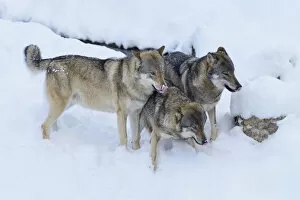 Images Dated 8th June 2012: European Wolves -Canis lupus- in the snow, Goldau Animal Park, Canton of Schwyz, Switzerland