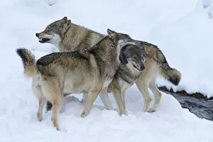 European Wolves -Canis lupus- in the snow, social behaviour, Goldau Animal Park, Canton of Schwyz, Switzerland
