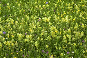 Images Dated 27th May 2014: European Yellow Rattle -Rhinanthus alectorolophus- on a flowering spring meadow, Bavaria, Germany