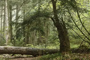 European Yew -Taxus baccata-, Paterzell Yew Forest, Paterzell, Upper Bavaria, Bavaria, Germany, Europe