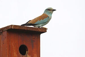 Images Dated 2nd May 2013: Eurpean Roller -Coracias garrulus- perched on a nesting box, Kiskunsag National Park