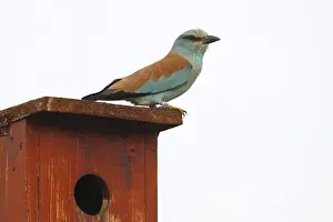 Nesting Site Prints: Eurpean Roller -Coracias garrulus- perched on a nesting box