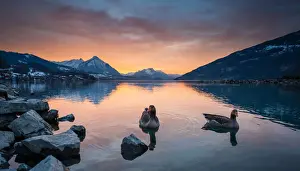 Interlaken Prints: Evening at lake thun with geese floating over