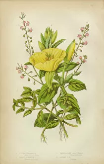 Herbal Medicine Gallery: Evening Primrose, Primrose, Isnardia and Nightshade, Victorian Botanical Illustration