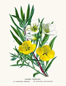 Evening primrose, suncups