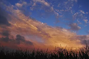 Images Dated 6th August 2012: Evening sky with moody clouds over a maize field, near Biberach, Upper Swabia, Baden-Wuerttemberg