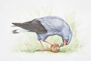 Feeding Collection: Everglade Snail Kite (Rostrhamus sociabilis plumbeus), pulling out flesh from the shell of a snail