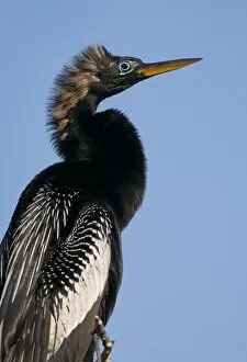 Images Dated 19th February 2011: Everglades, anhinga, portrait