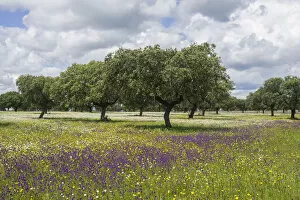 Images Dated 1st May 2013: Evergreen oak -Quercus ilex- and flower meadow, Extremadura, Spain