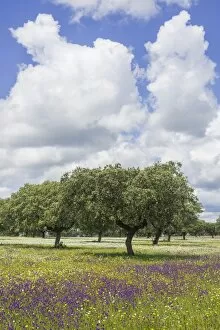 Images Dated 1st May 2013: Evergreen oak -Quercus ilex- and flower meadow, Extremadura, Spain