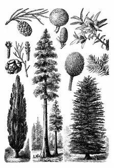 Images Dated 21st February 2016: Evergreen trees
