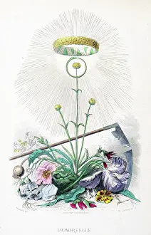 Grandville Prints: Everlasting flower - Stunning Hand-colored plate from 'Les Fleurs Animees by J