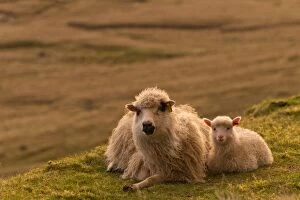 Images Dated 31st May 2013: Ewe with lamb, lying down, evening mood, Faroe Islands, Denmark