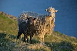 Images Dated 4th June 2013: Ewe and lamb, Mykines, Faroe Islands, Denmark