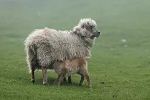 Images Dated 29th May 2013: Ewe with lamb, Mykines, Utoyggjar, Outer Islands, Faroe Islands, Denmark