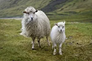Faroe Islands Collection: Ewe with lamb, Streymoy, Faroe Islands, Denmark