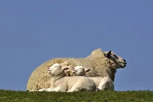 Cloudless Prints: Ewe -Ovis orientalis aries- and her lambs enjoying the warm sun